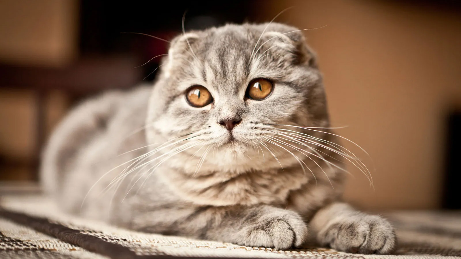 Scottish Fold cat—that's so CMU.